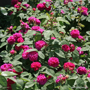 ROSE DE RESHT® ROSE DE RESHT®